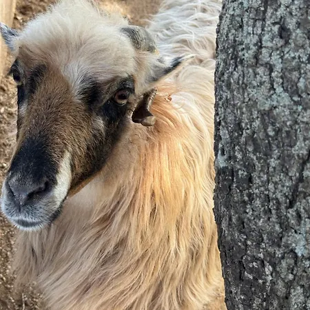 Appartamento Delpinolocations Pigna